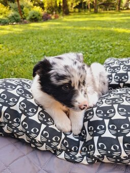 Border Collie czarno biała i Blue Merle - 13