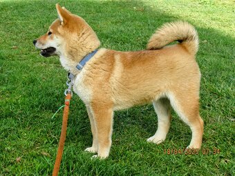 Shiba Inu czerwona, mała suczka o wielkim serduszku - 13