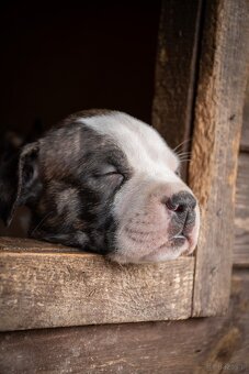 Szczenięta amstaff - 13