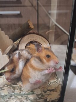 Chomiki Syryjskie 4 tygodniowe - 13