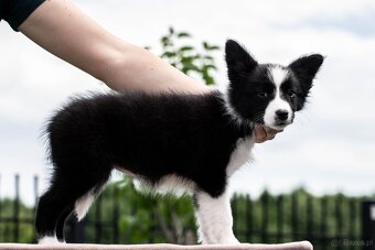 Border collie suczka czarno-biała ZKwP FCI z metryki szczeni - 13