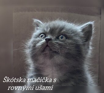 Kocięta szkockie (Scottish) - 13