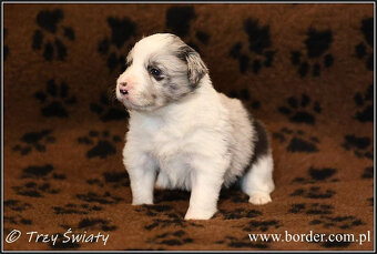 psy szczeniaki Border Collie ZKwP FCI - 13