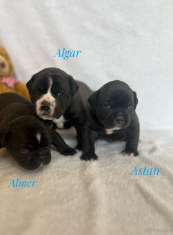 Buldog Staroangielsky - Old English Bulldog - 13