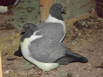 sprzedam gołębie - 13