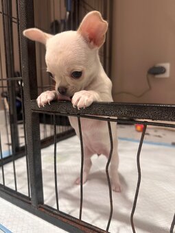 Szczeniaki rasy chihuahua 7tyg - 13