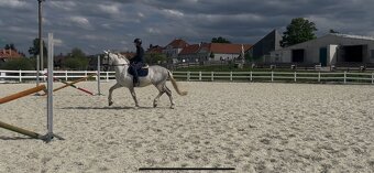 Kladruby białe - 13