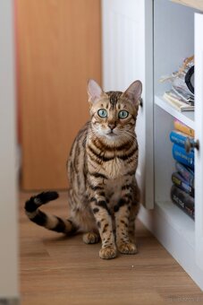 OUR BENGAL KITTENS WITH PEDIGREE CERTIFICATES - 13