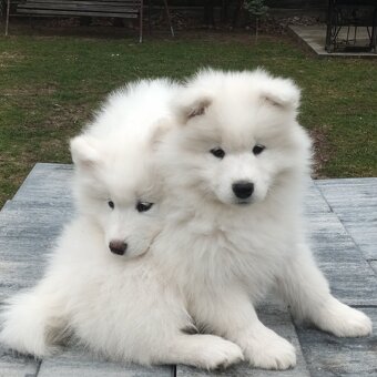 SAMOJED szczenięta - 13