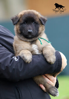 Owczarek belgijski Tervueren - szczenięta z rodowodem - 13