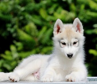 Siberian Husky ZKwP - 13
