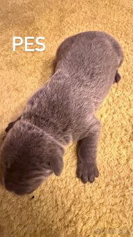 Szczeniaki Bandogi s rodokmenom VIP BANDOG KENNELS - 13