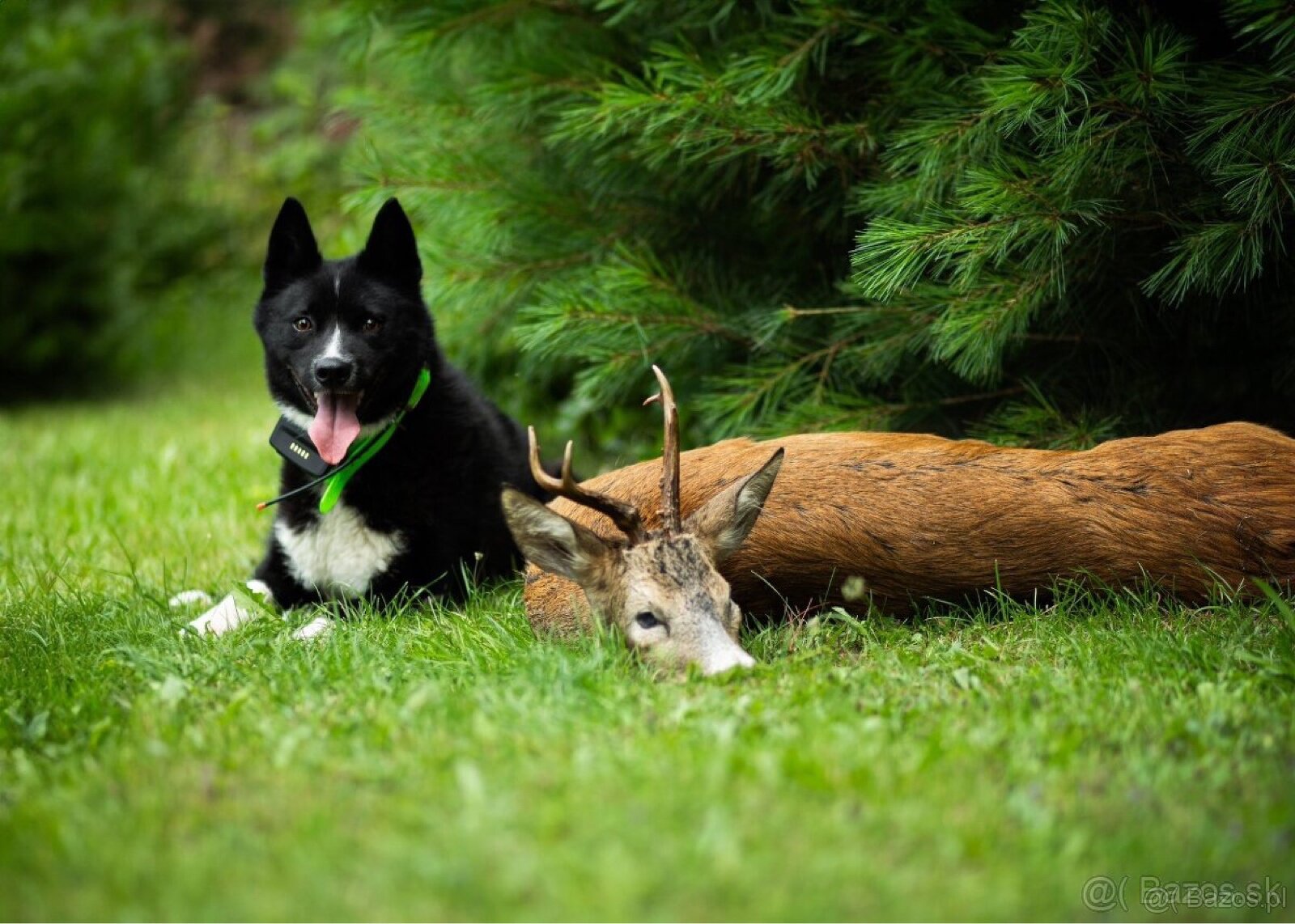 Szczenięta Karelski pies na niedźwiedzie z rodowodem FCI - 14