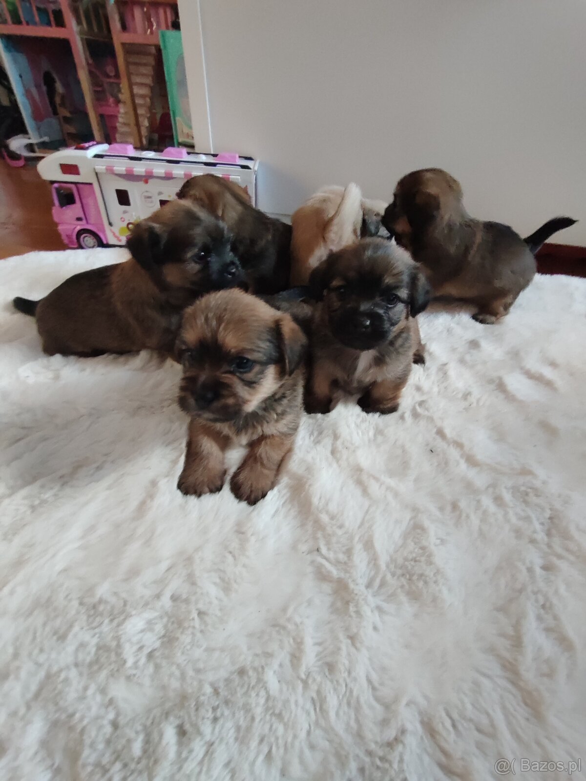 Śliczne suczki i pieski - 14