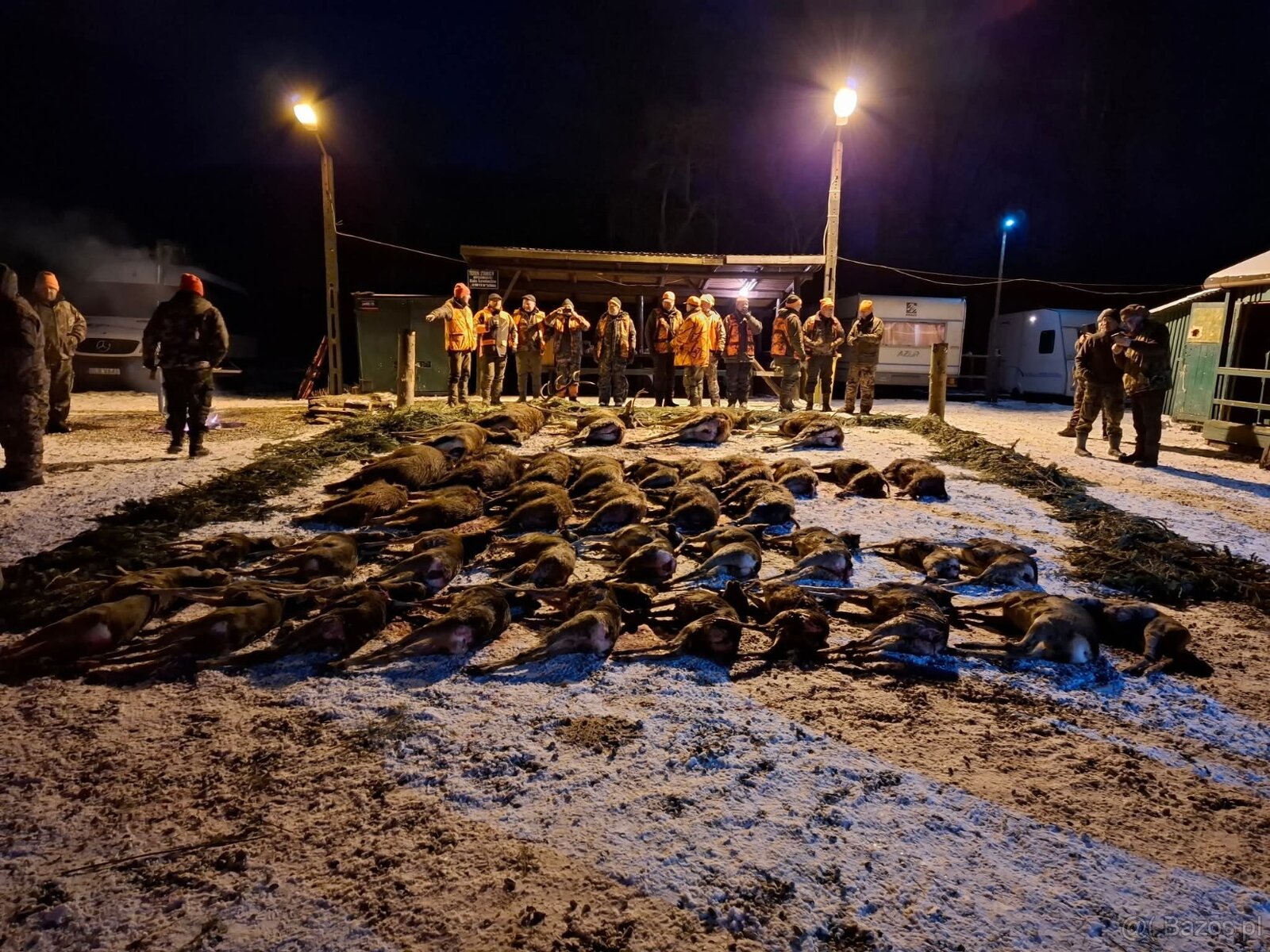 Reproduktory rasy GOŃCZY POLSKI użytkowe zapraszają suczki - 14