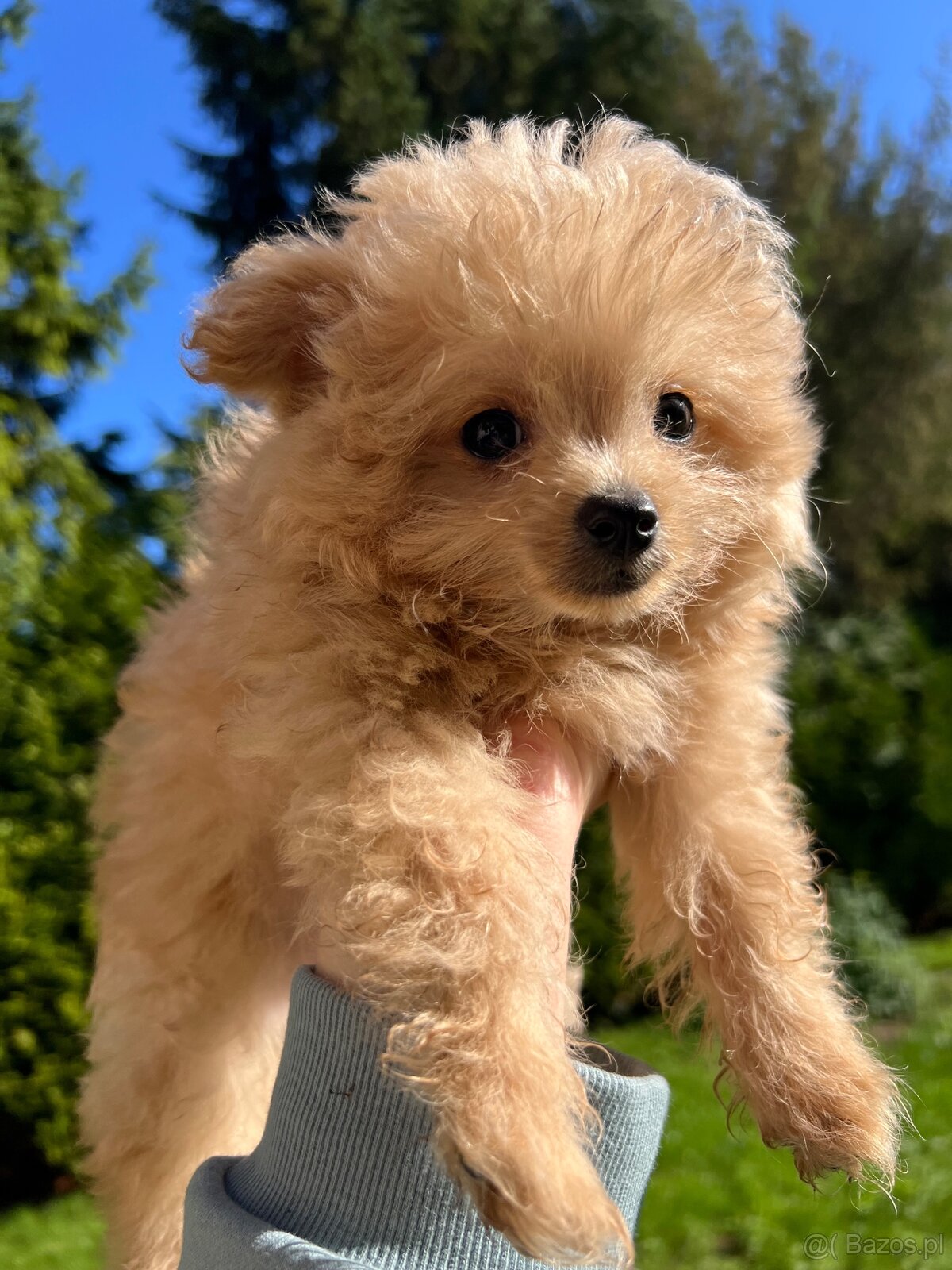 Piesek Pomapoo Maltipoo Miniaturka puchaty miś pies z rodowo - 14
