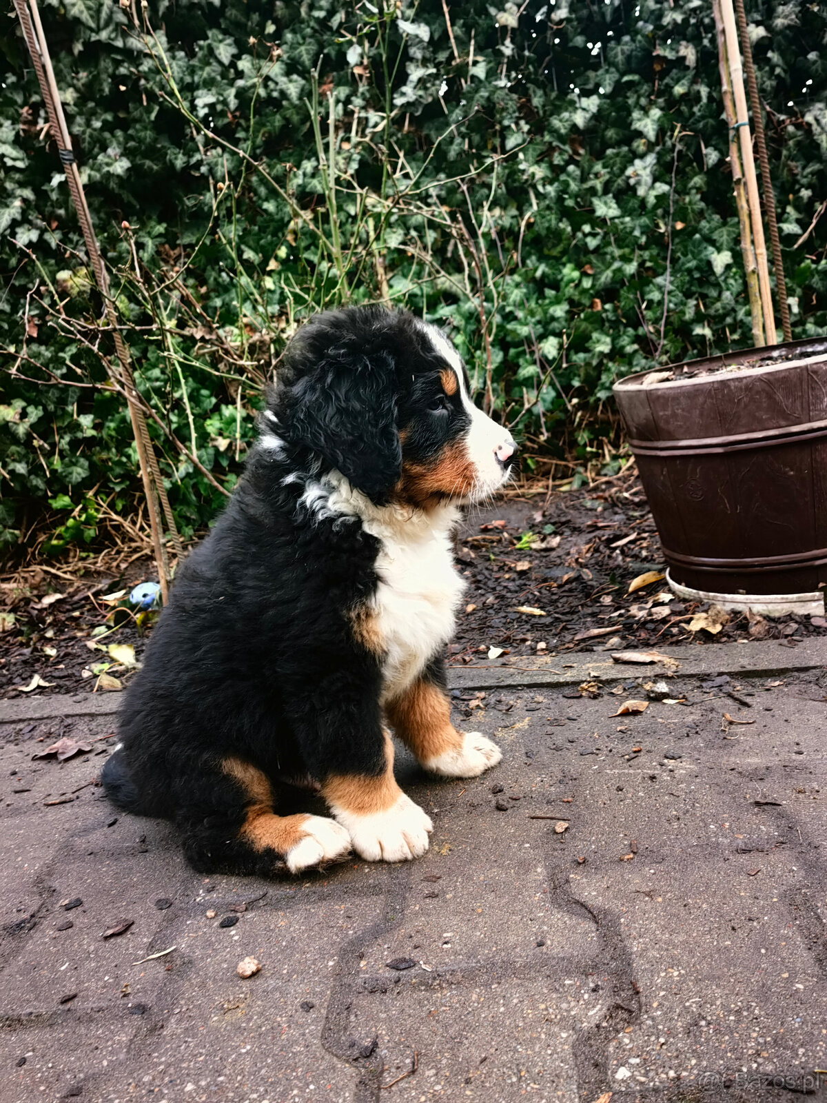 Szczenieta Berneński Pies Pasterski - 14