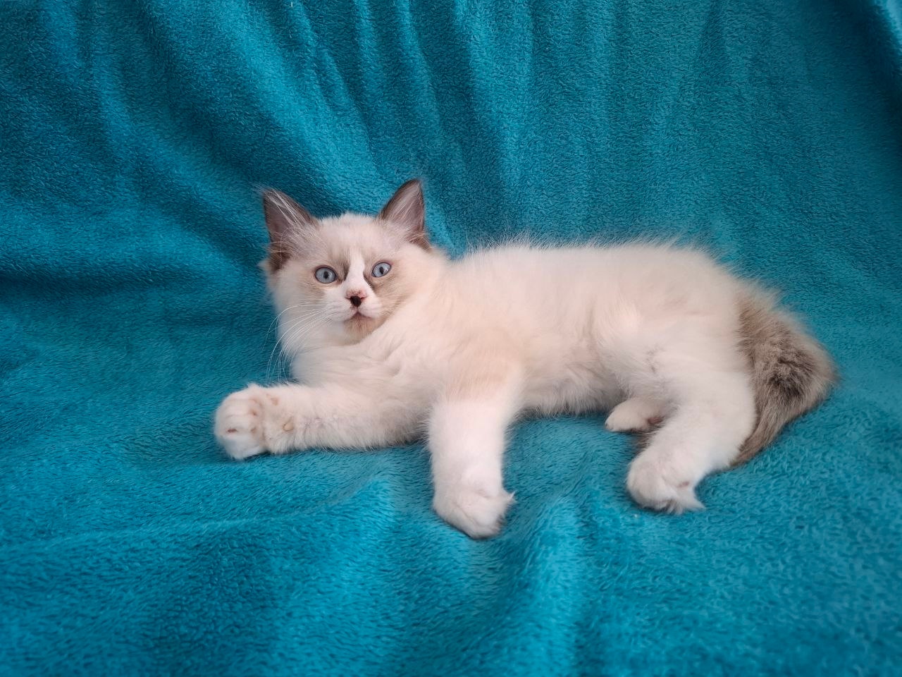 Rodowodowe kocięta Ragdoll - gotowe do zamieszkania - 14