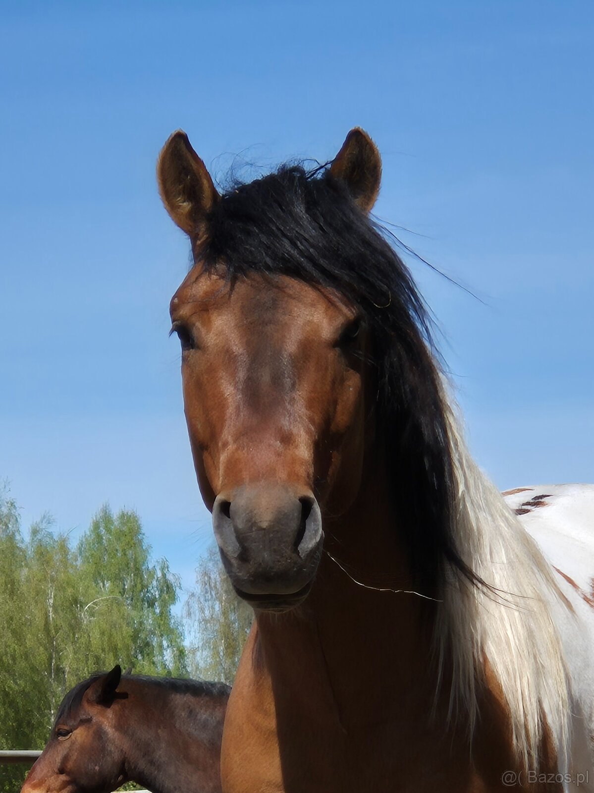 Ogier L-Karat srokaty tobiano homozygota - 14