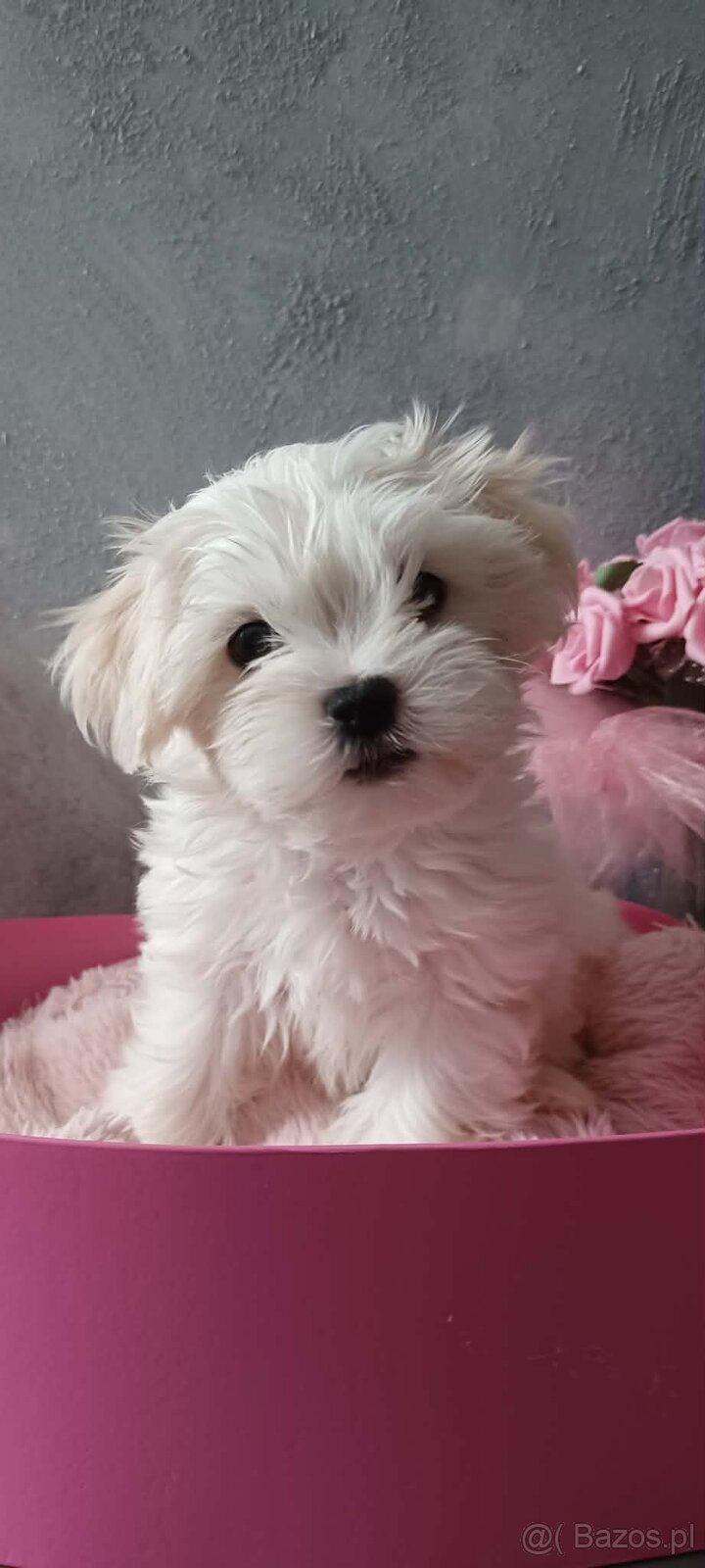 Maltańczyk Royal Maltese - 14