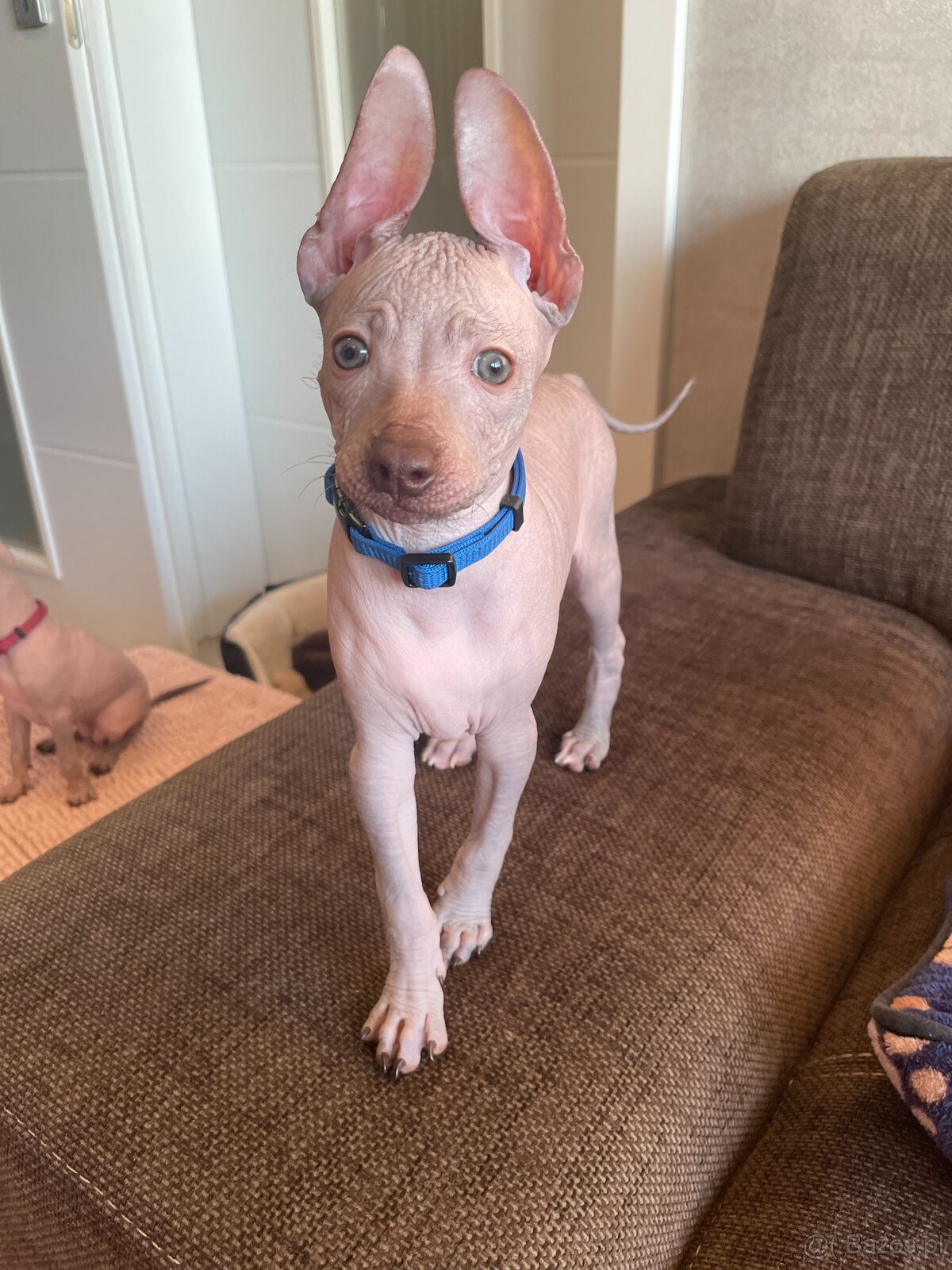 Peruwiański Pies bezwłosy - 14