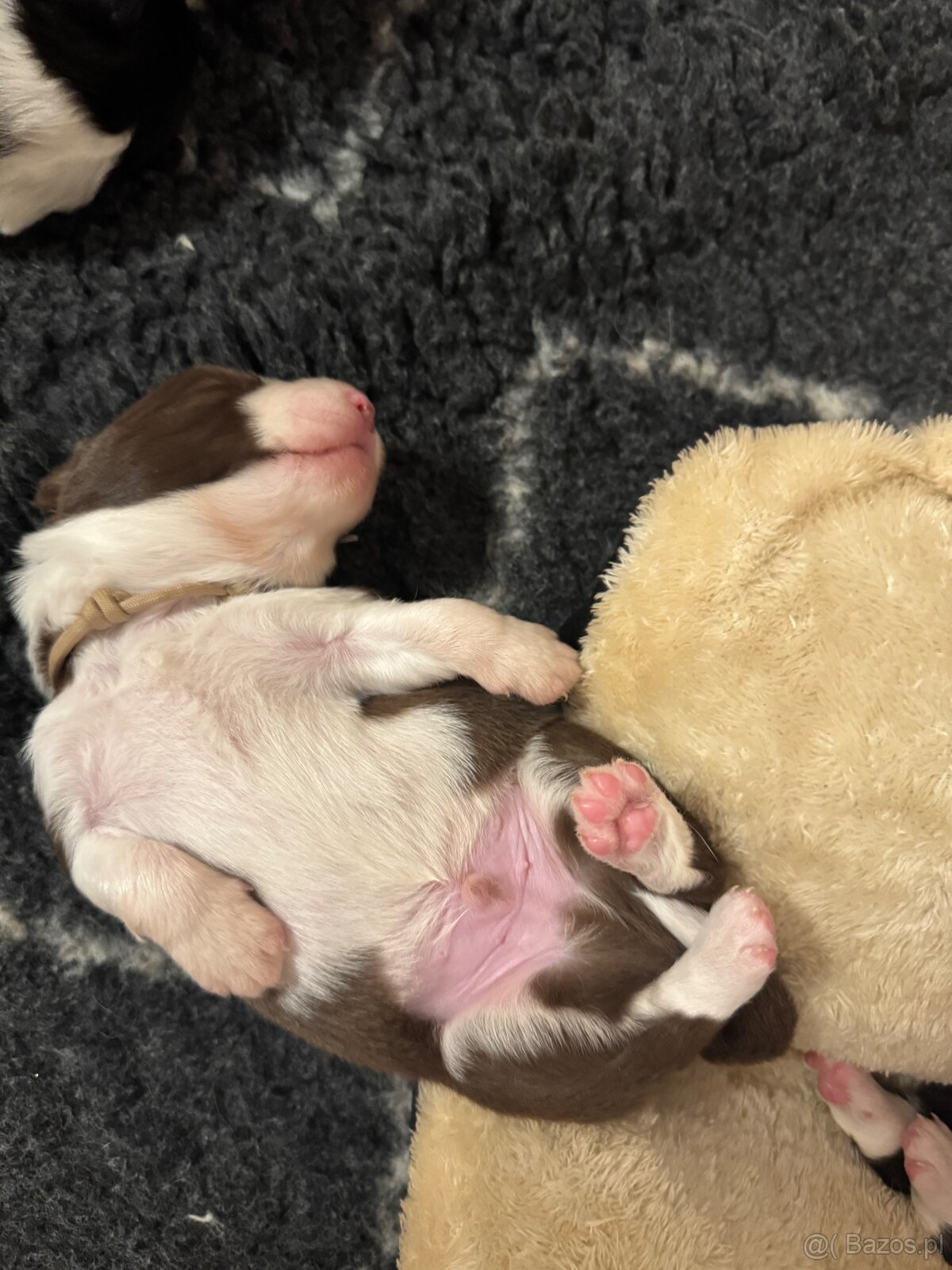 Border Collie z PP /FCI/ szczenięta - 14