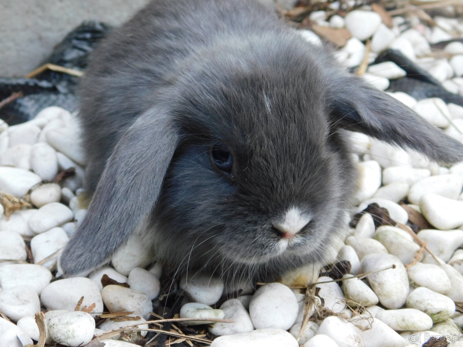 Niebieskie baranki mini lop samiczki - 14