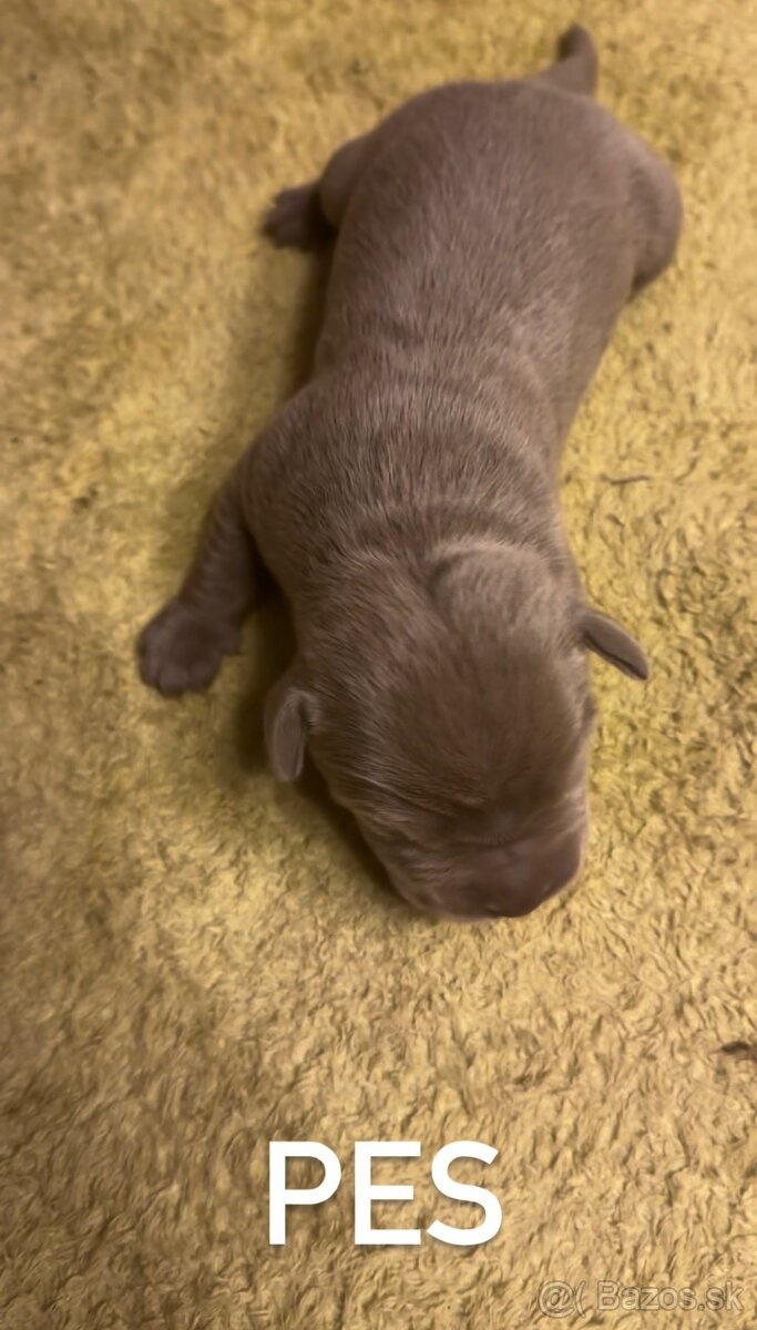 Szczeniaki Bandogi s rodokmenom VIP BANDOG KENNELS - 14