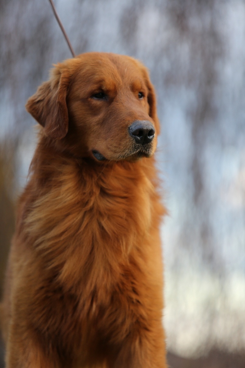 GOLDEN RETRIEVER-złote, ZKwP/FCI, typ amerykański - 14