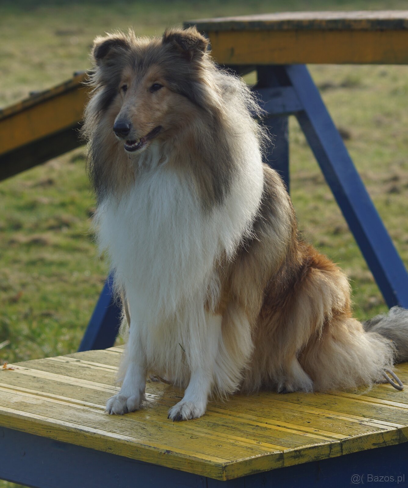 OWCZAREK SZKOCKI DŁUGOWŁOSY SUCZKA - 14