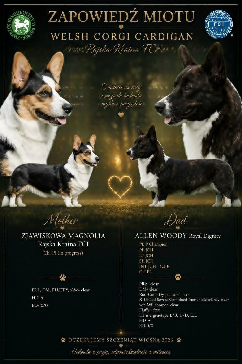 Welsh Corgi Cardigan ZKwP/FCI - 14