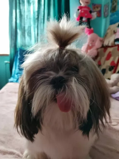 Sprzedam Psa rasy Shih tzu - 14