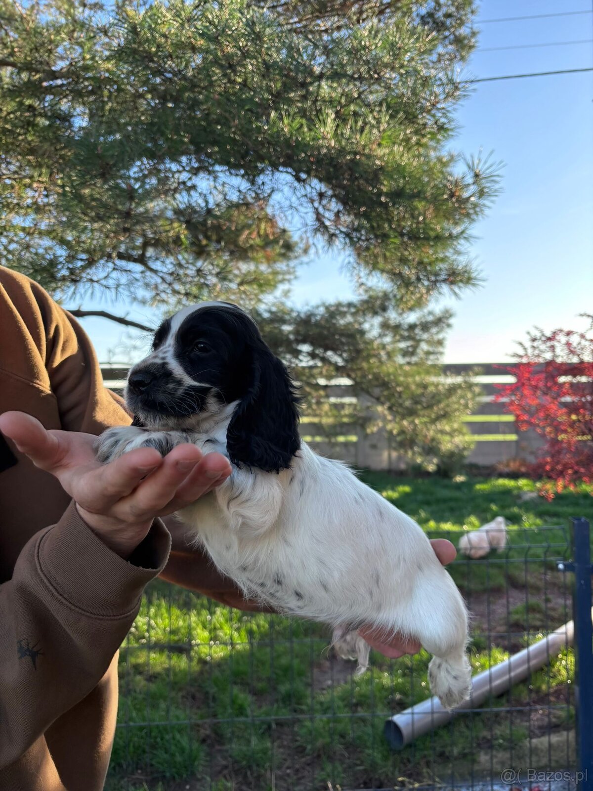 Cocker spaniel angielski - 14