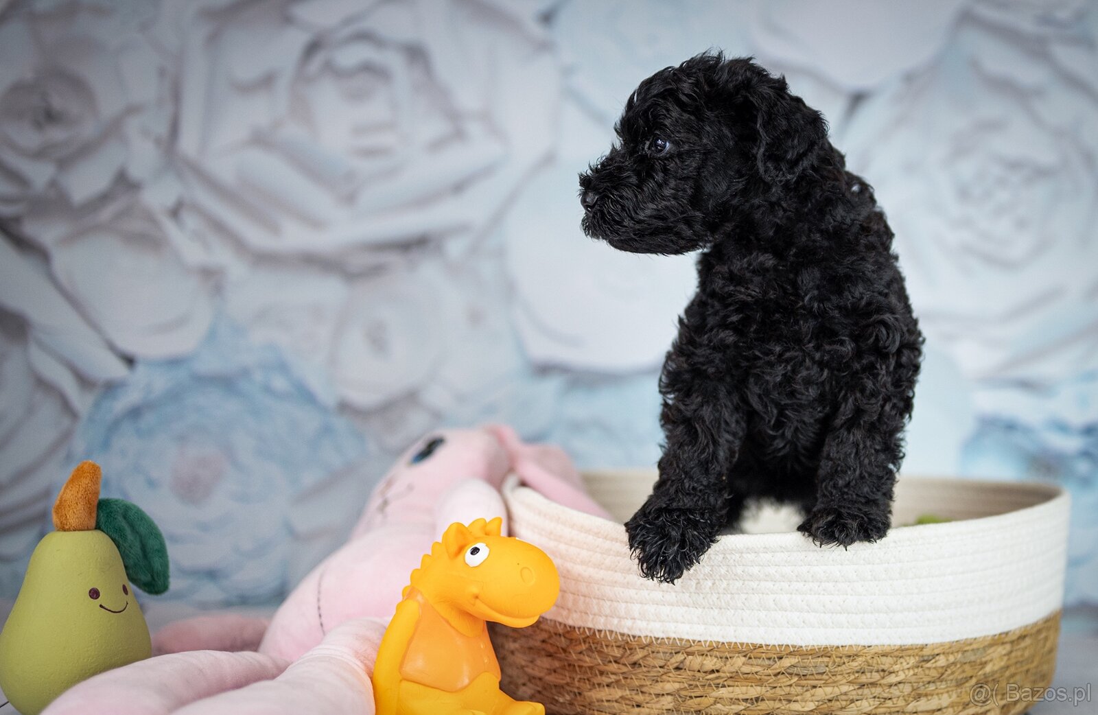 Szczeniak Kerry Blue Terrier - 14