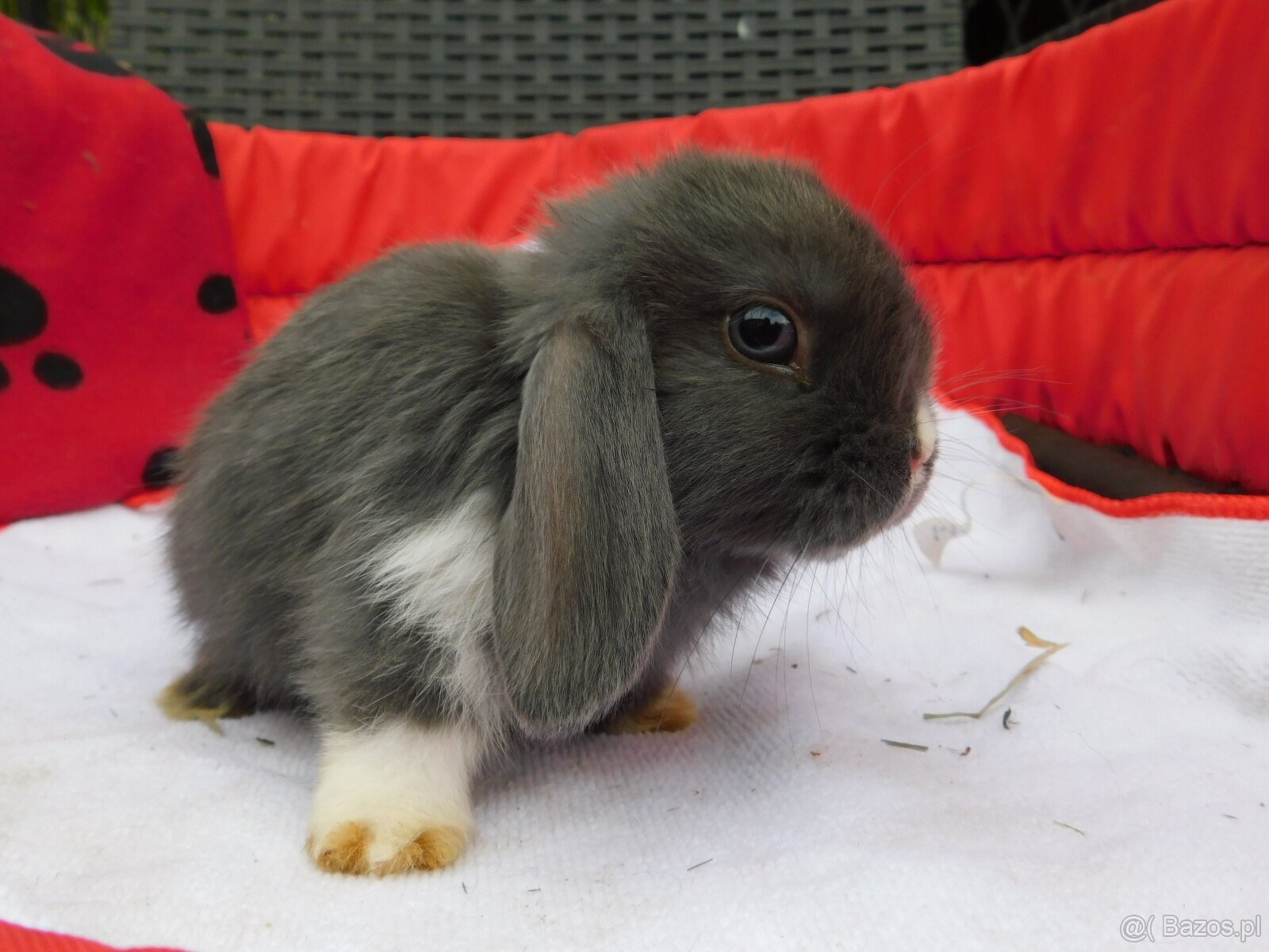 Baranki mini lop - 14