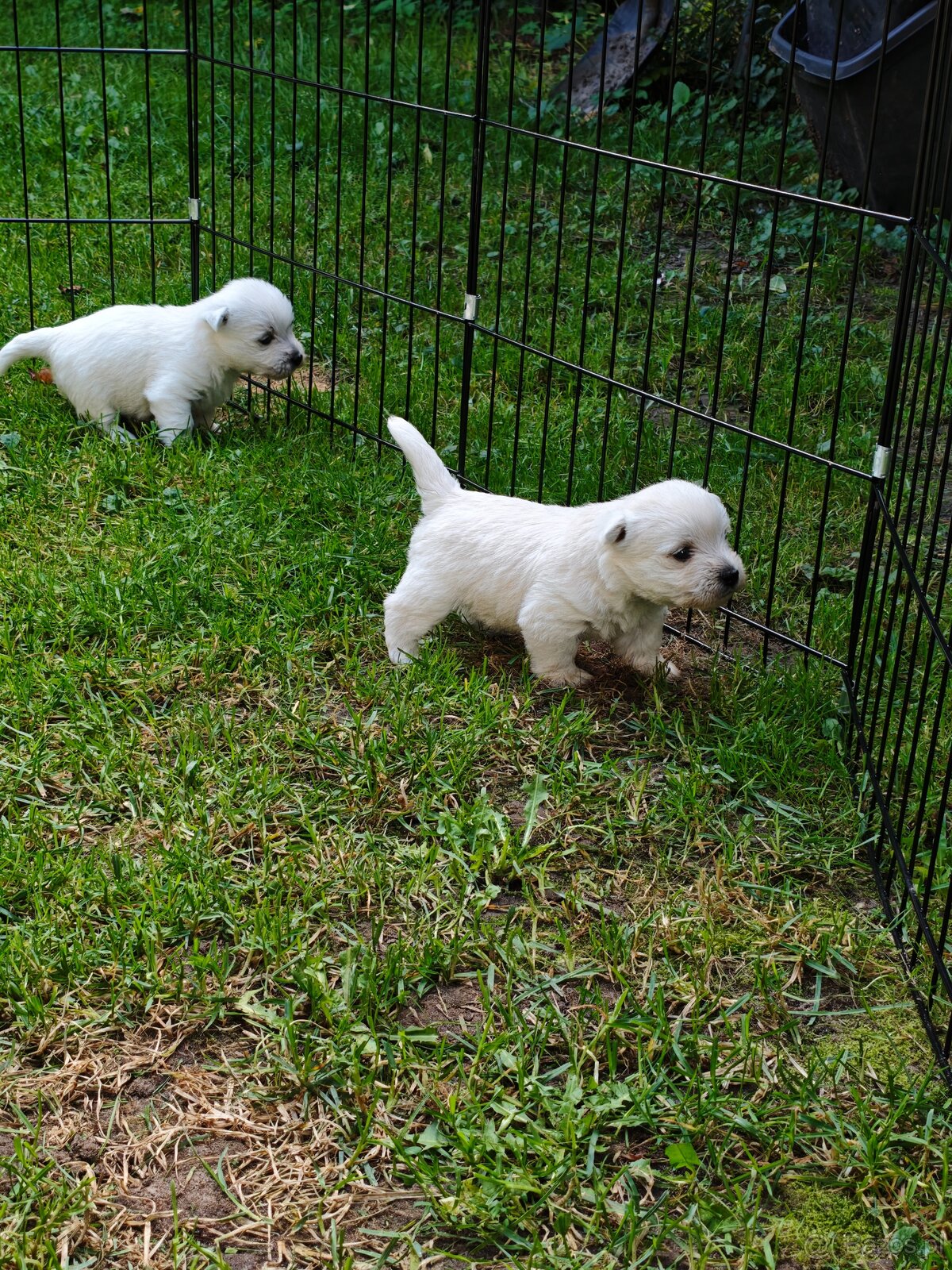 Szczenięta West Highland White Terrier - 14