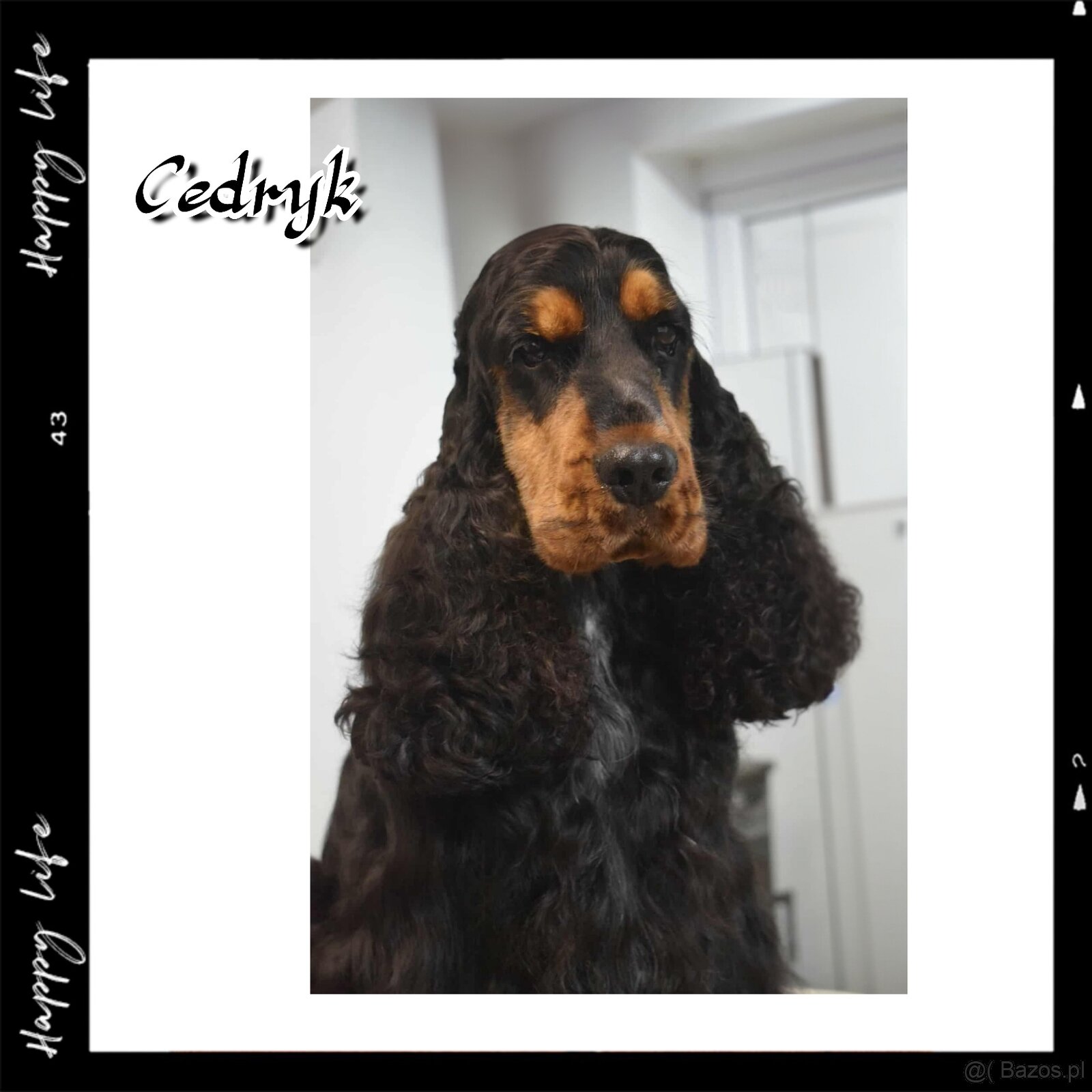 Cocker spaniel angielski - 14