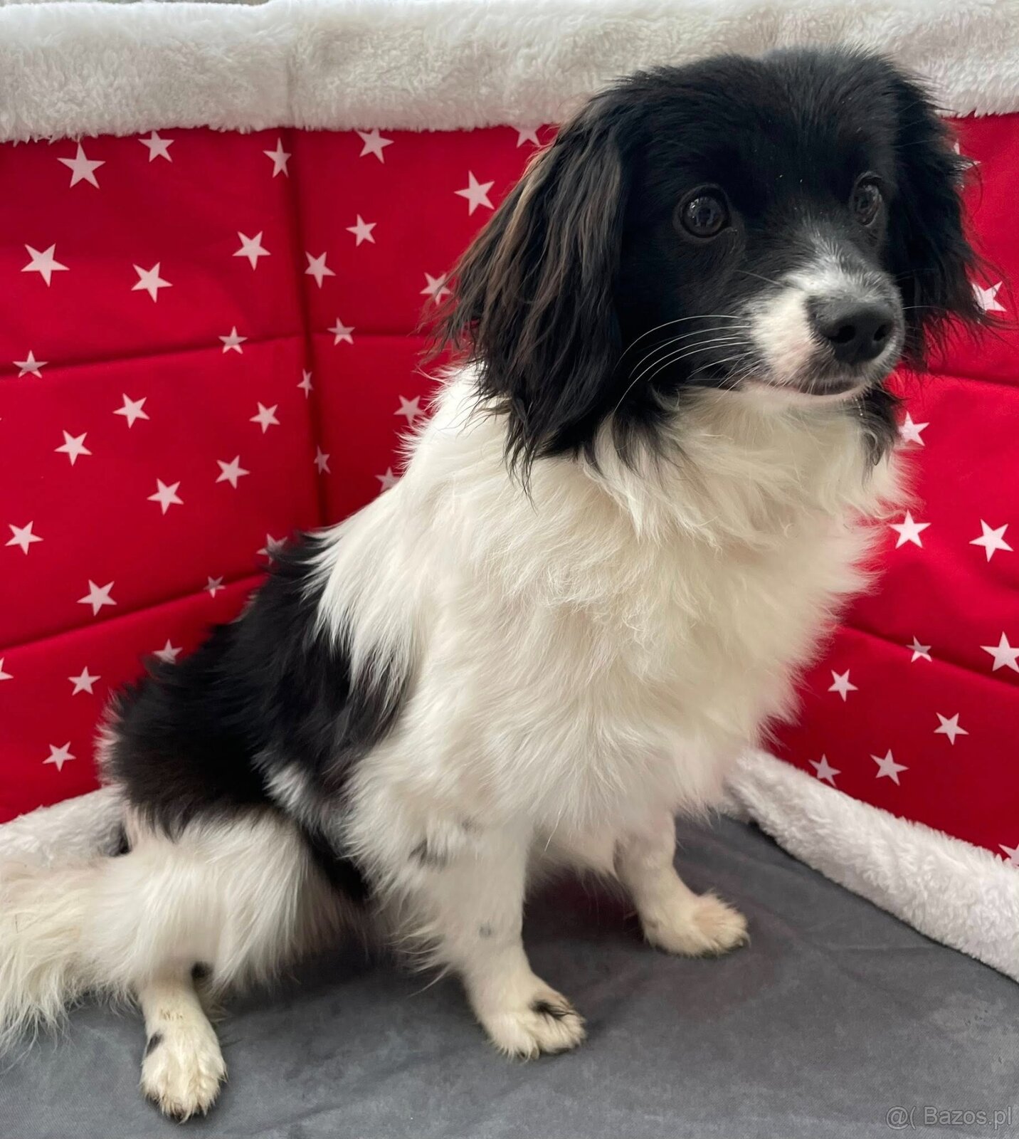 spaniel kontynentalny miniaturowy, phalene, nie papillon - 14