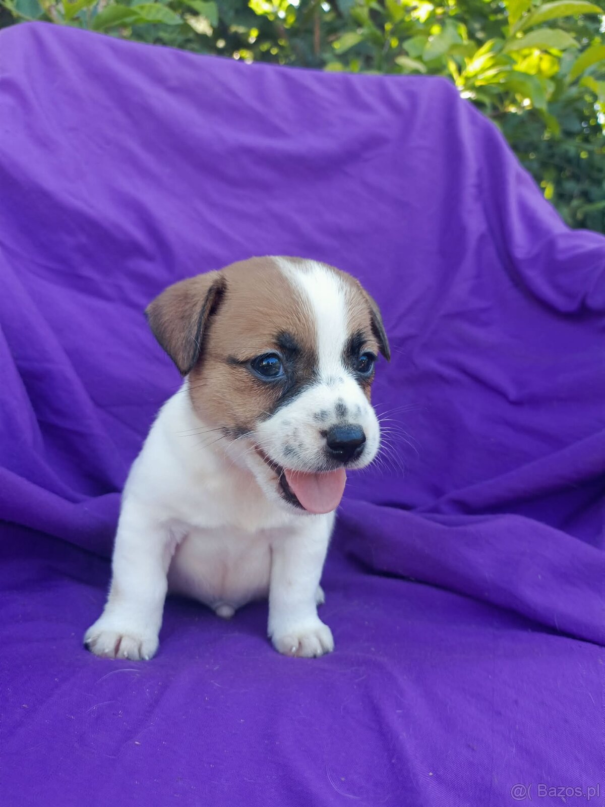 Jack Russell terrier JRT rodzice FCI - 14