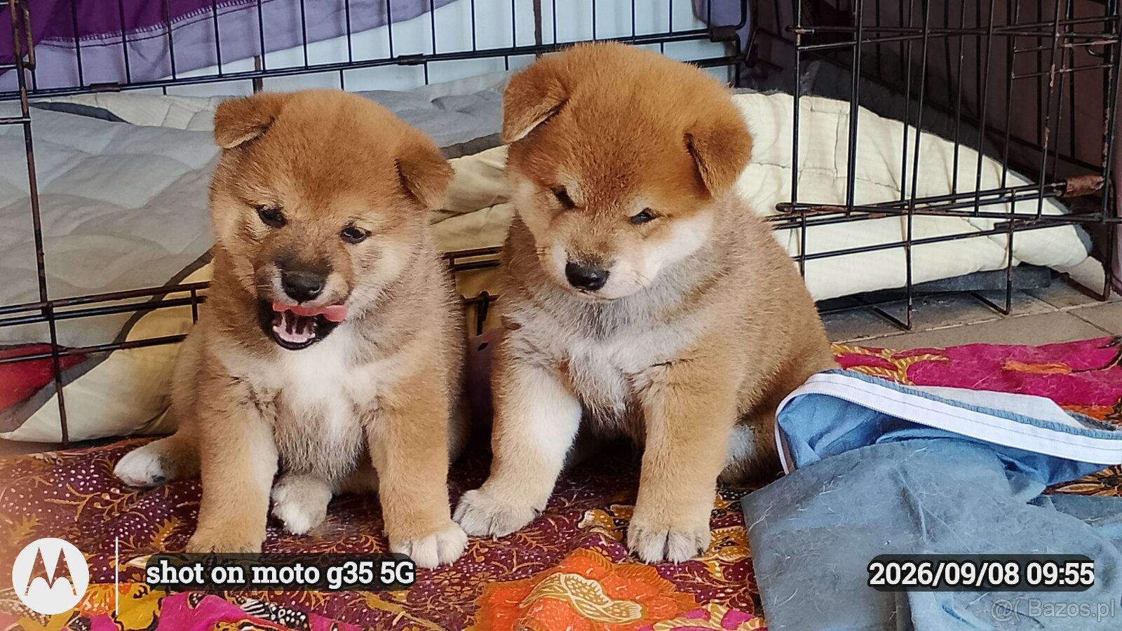 Dwoje szczeniąt Shiba Inu ur.07.08.2026r. - 14