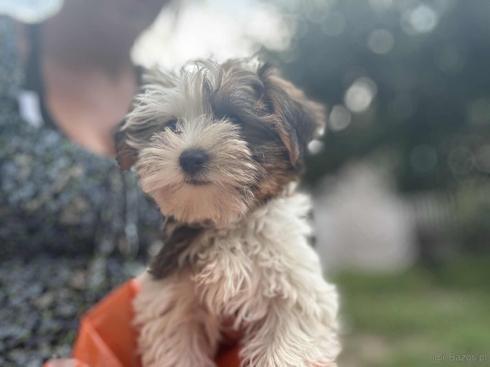 York terier średni - 14