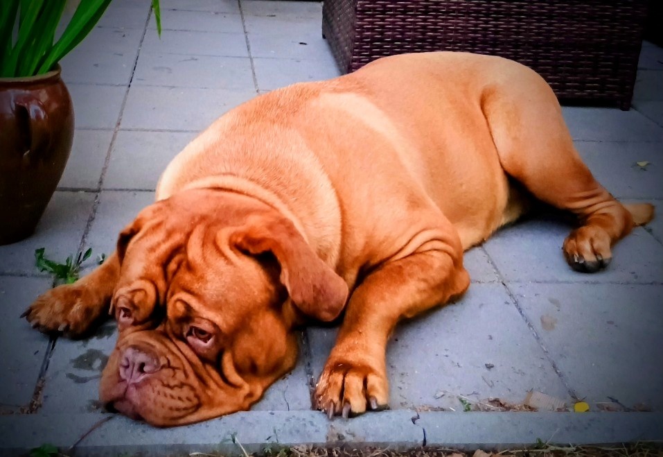Štěňata bordeauxské dogy s PP - 14