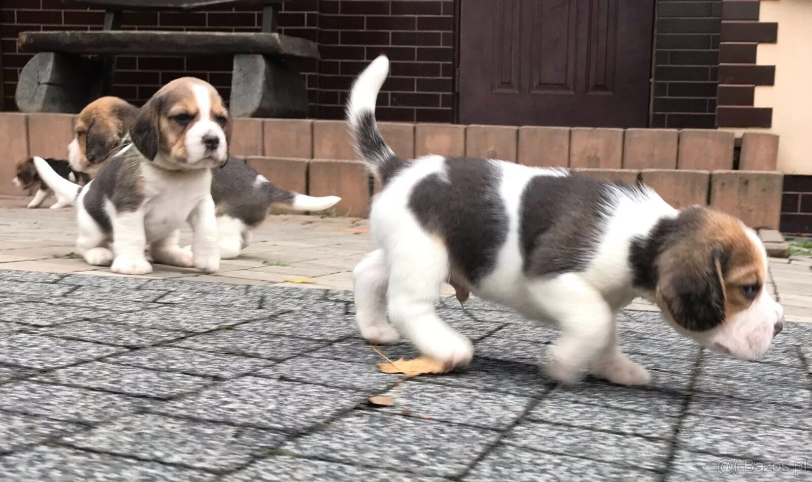 Beagle / Bigle - szczenięta rodowodowe ZKwP / FCI po Champio - 14
