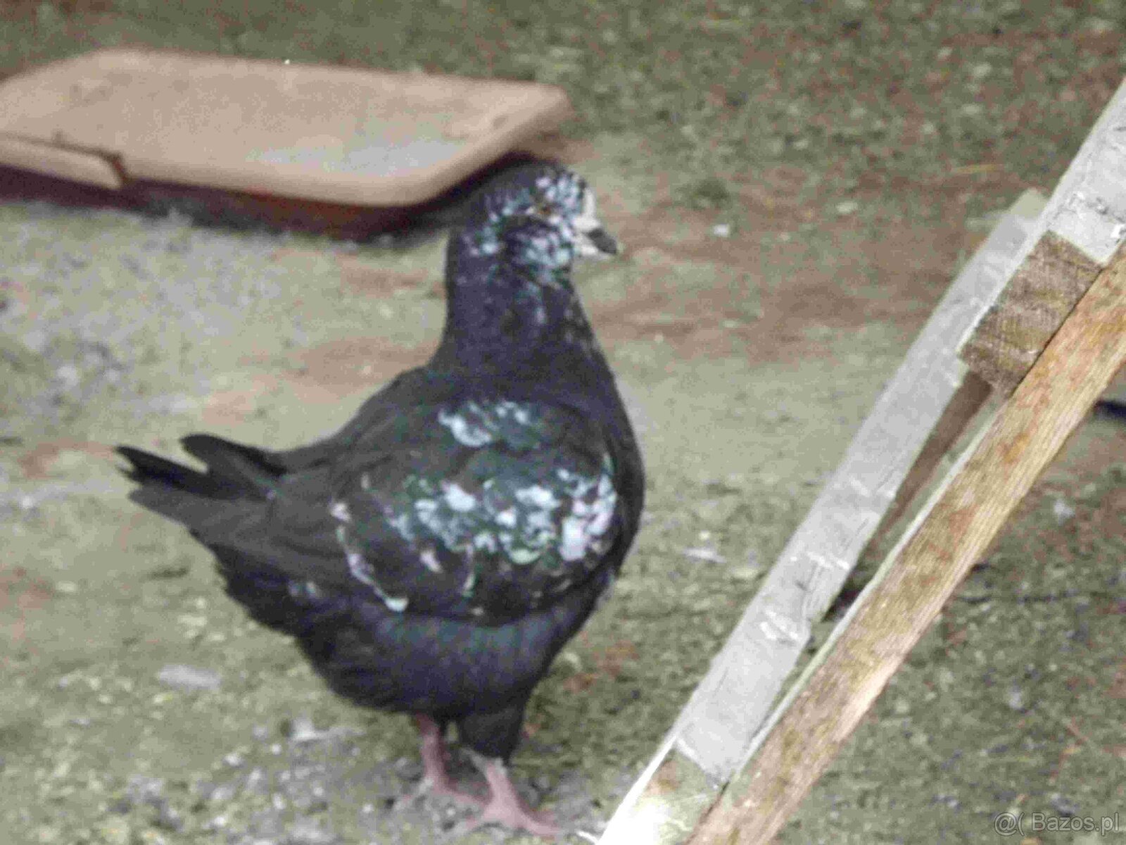 sprzedam gołębie - 14