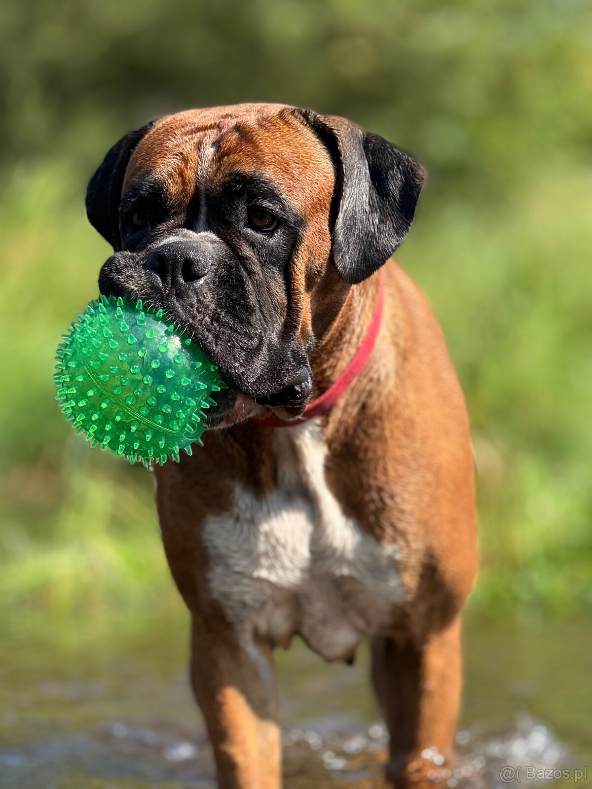 Boxer szczeniak rodowód bokser - 14