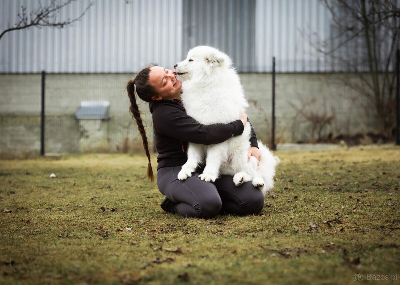 Samojed z FCI/PP – urodzone szczenięta z wyjątkowego skojarz - 14