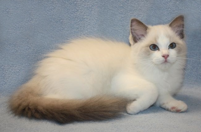 RAGDOLL koťátka: - 14