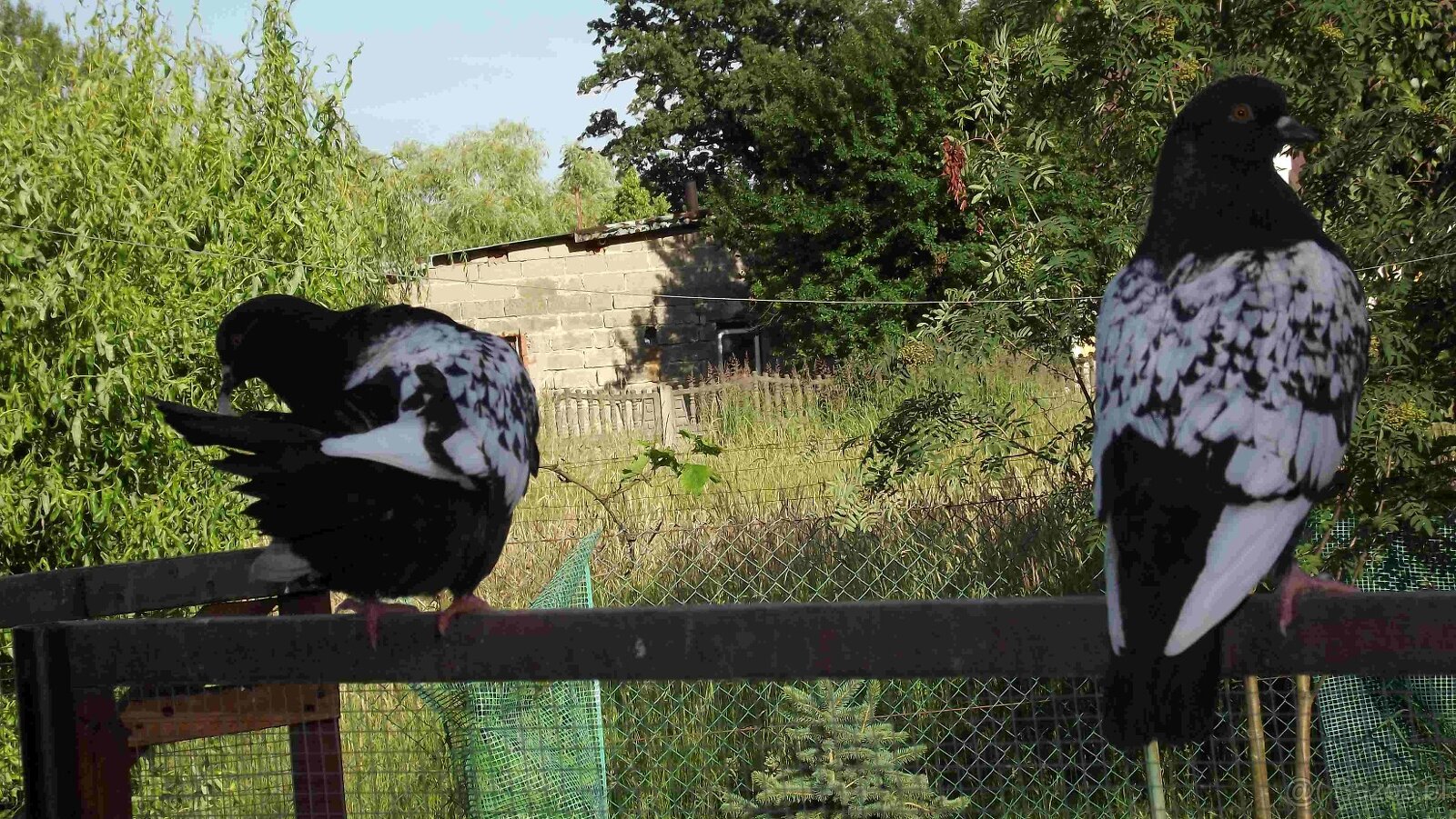 sprzedam gołębie - 14