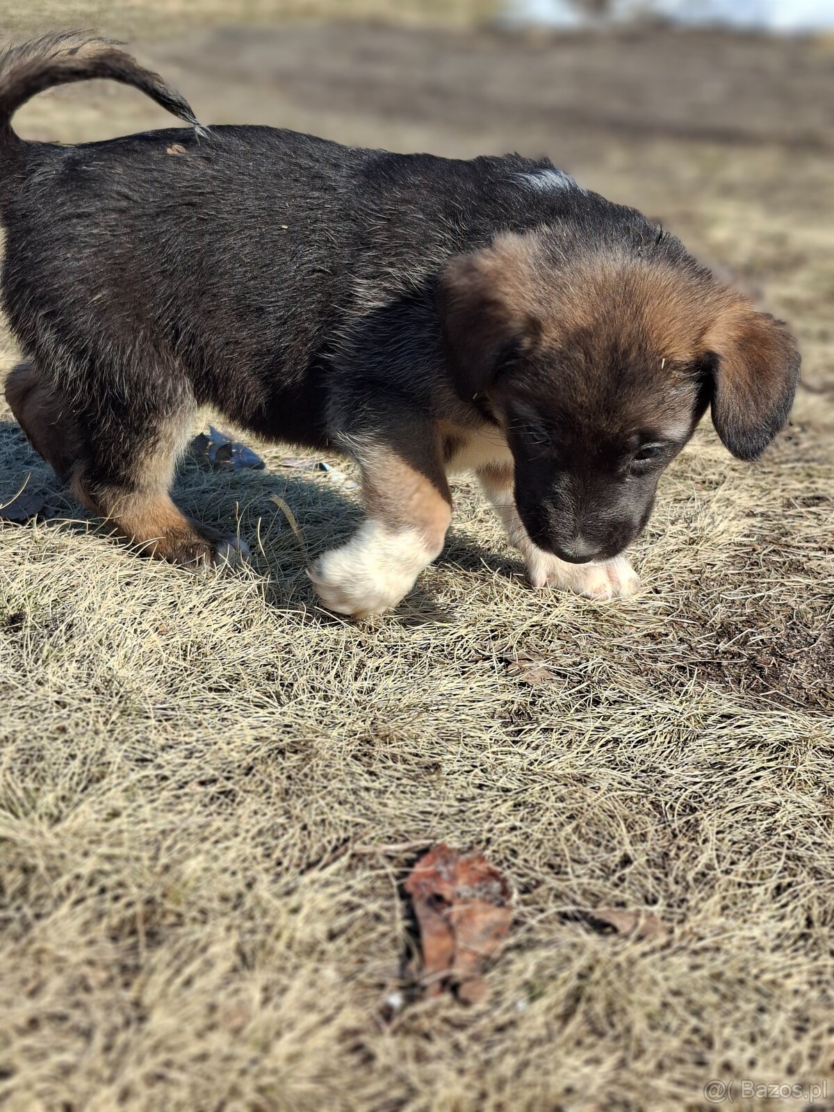 Oddam szczeniaczki za darmo - 14