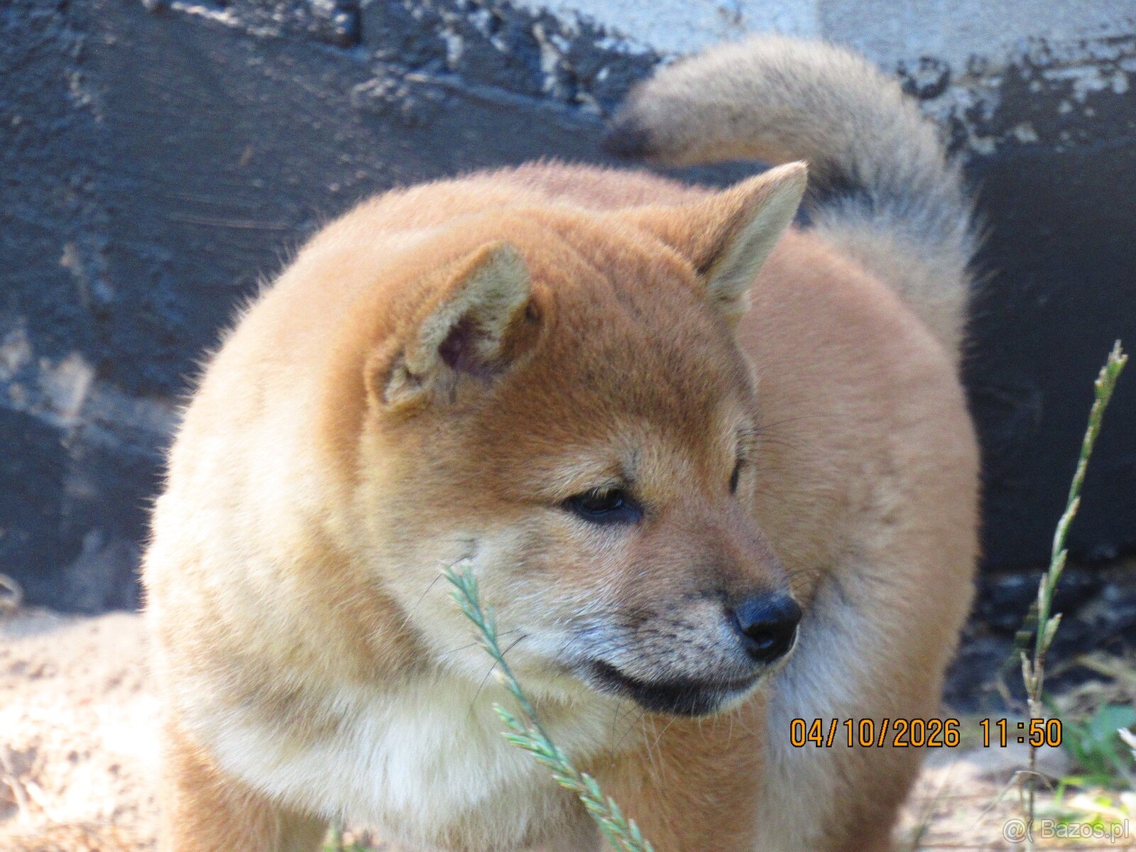 Dwoje szczeniąt Shiba Inu ur.07.08.2026r. - 14
